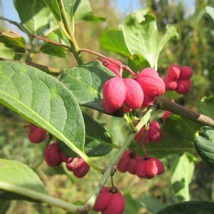 Euonymus Europaeus (Spindleberry)